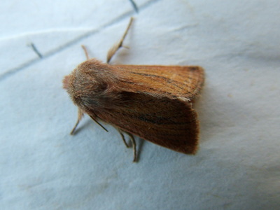 Small Wainscot